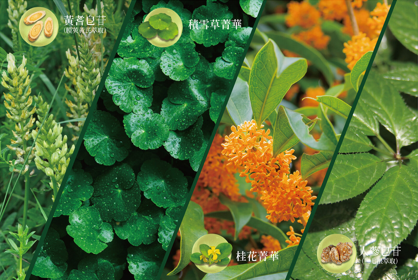 網站首頁 2000x1340 原料